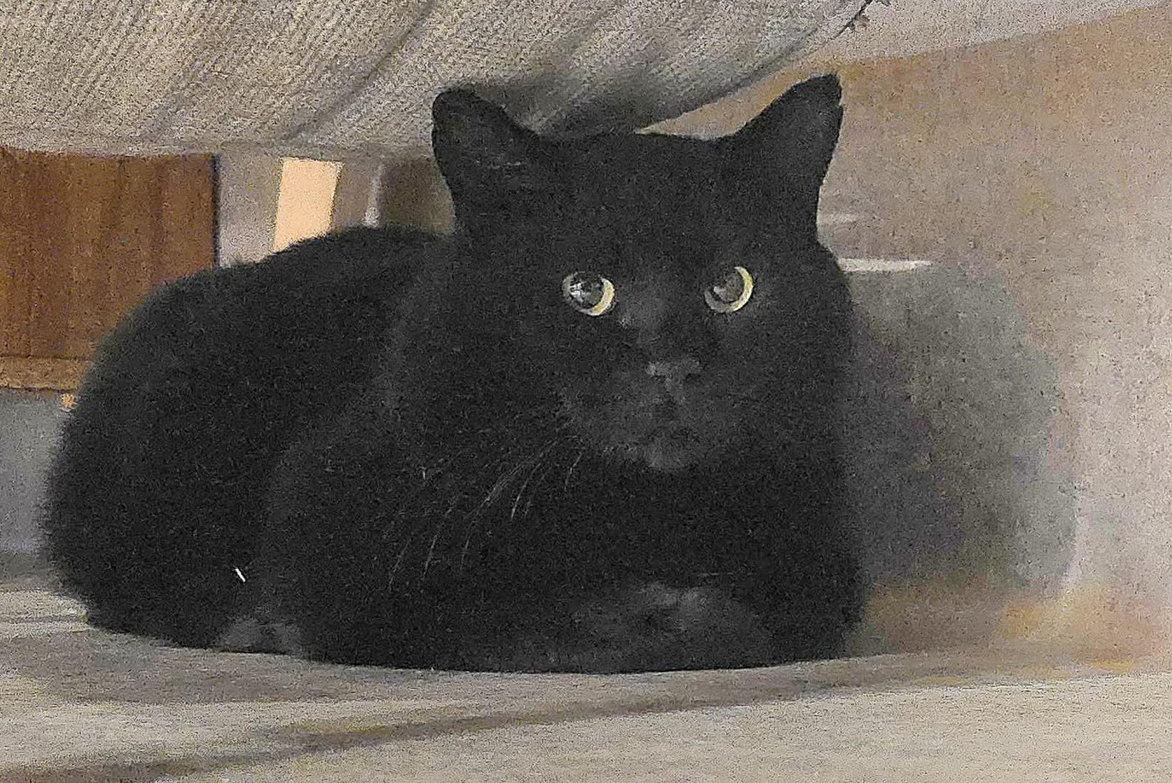 Sir, ADOPTABLE, Adult Male Domestic Short Hair.