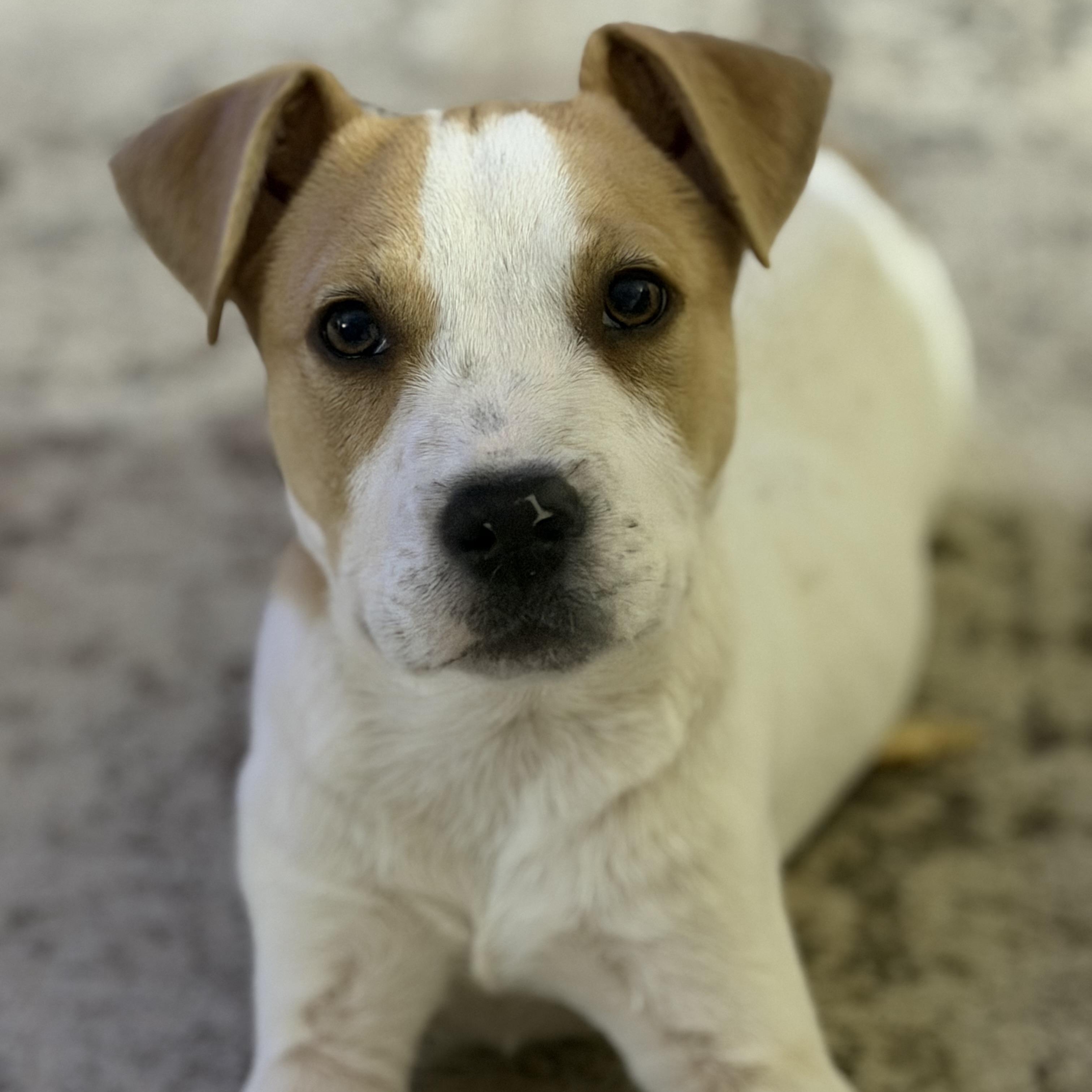 Enlarge Odie, a Adoptable mixed breed in Davenport, IA image 3/5