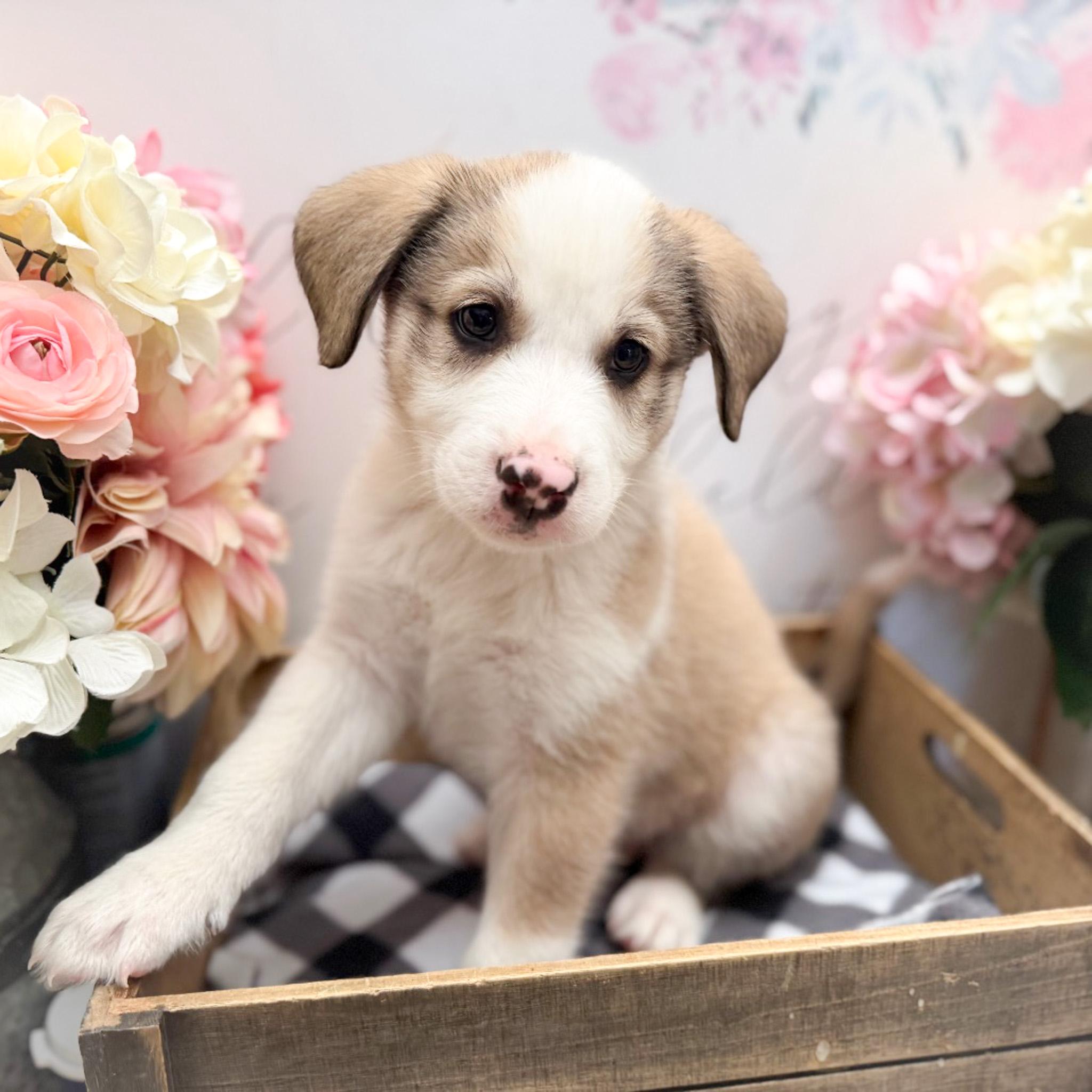 Enlarge Luigi , a Adoptable mixed breed in Newberg, OR image 1/1