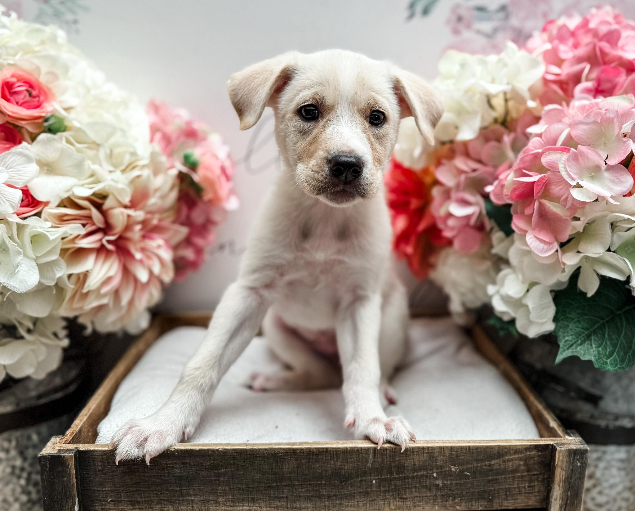 Mel, adopted, Puppy Female Labrador Retriever & Great Pyrenees.