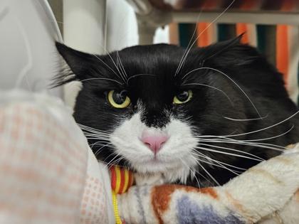 Po, Adoptable, Adult Male Domestic Medium Hair & Domestic Short Hair.