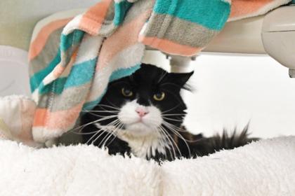 Enlarge Po, a Adoptable mixed breed in Scotia, NY image 2/3