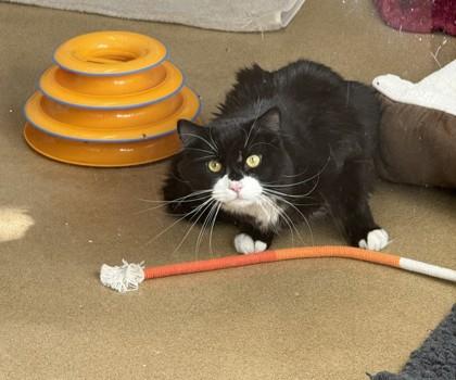 Enlarge Po, a Adoptable mixed breed in Scotia, NY image 3/3