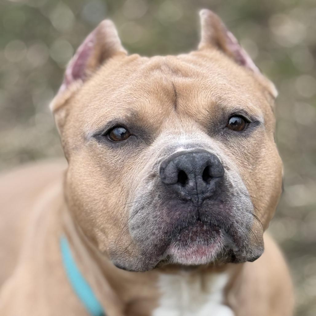 Mr. Mushroom, a Adoptable Mixed Breed in Ballston Spa, NY image 1/6
