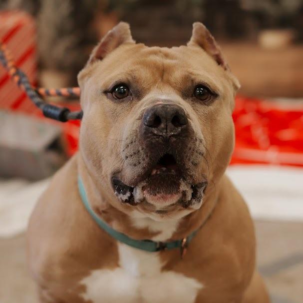 Mr. Mushroom, a Adoptable Mixed Breed in Ballston Spa, NY image 2/6