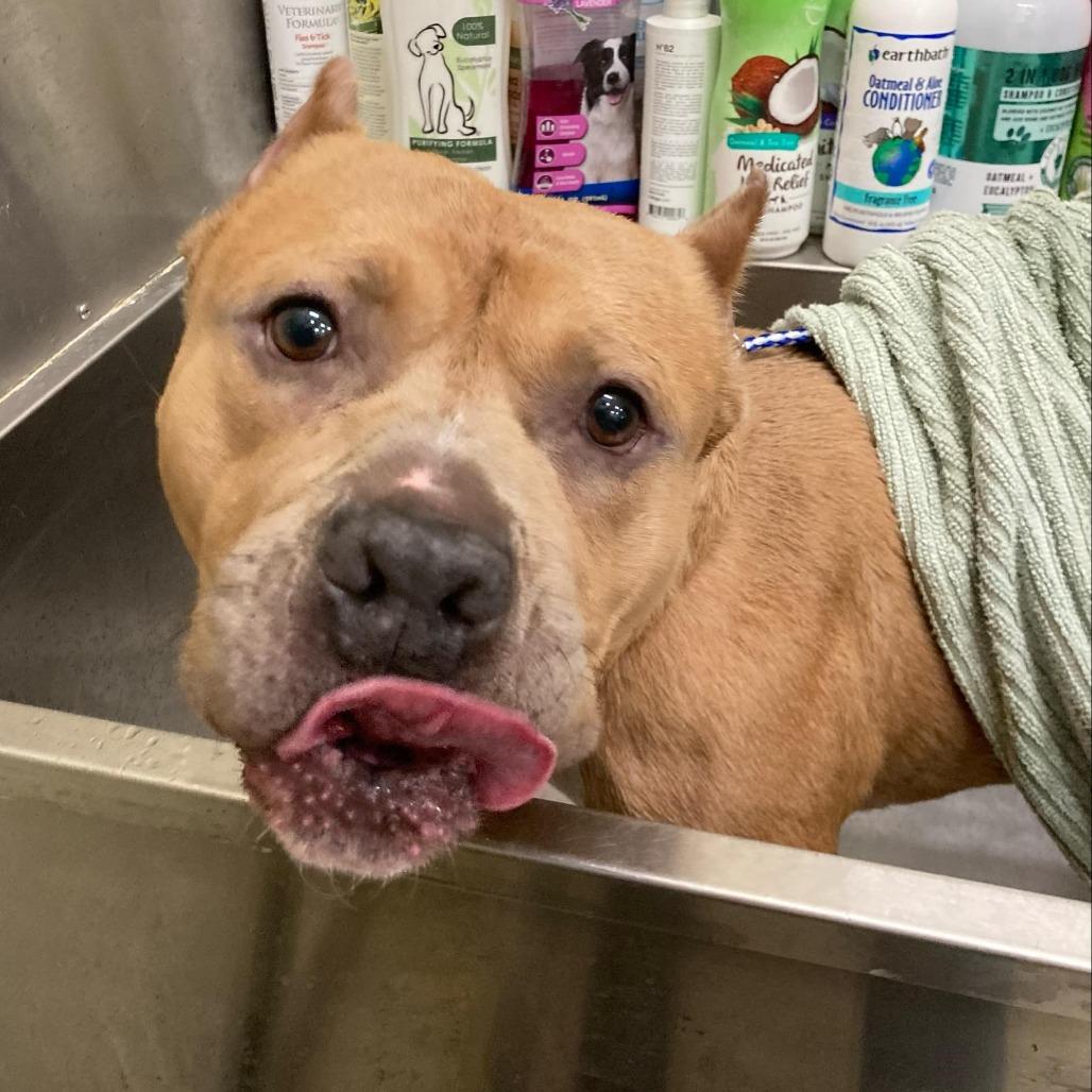 Mr. Mushroom, a Adoptable Mixed Breed in Ballston Spa, NY image 2/6