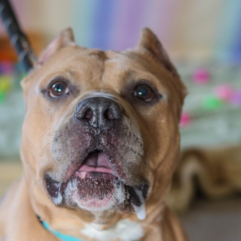 Mr. Mushroom, a Adoptable Mixed Breed in Ballston Spa, NY image 3/6