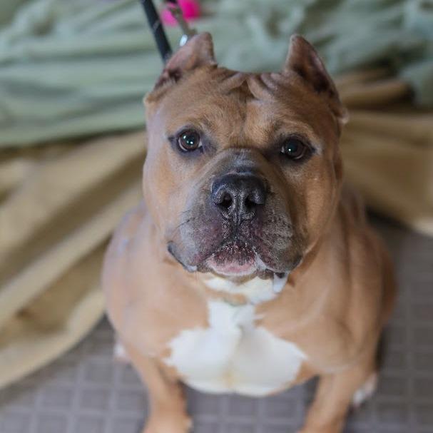 Mr. Mushroom, a Adoptable Mixed Breed in Ballston Spa, NY image 5/6