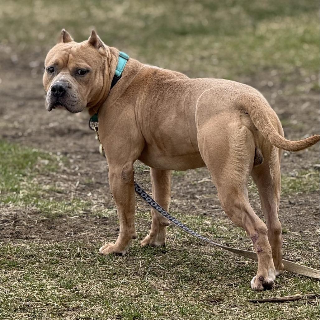 Mr. Mushroom, a Adoptable Mixed Breed in Ballston Spa, NY image 4/6