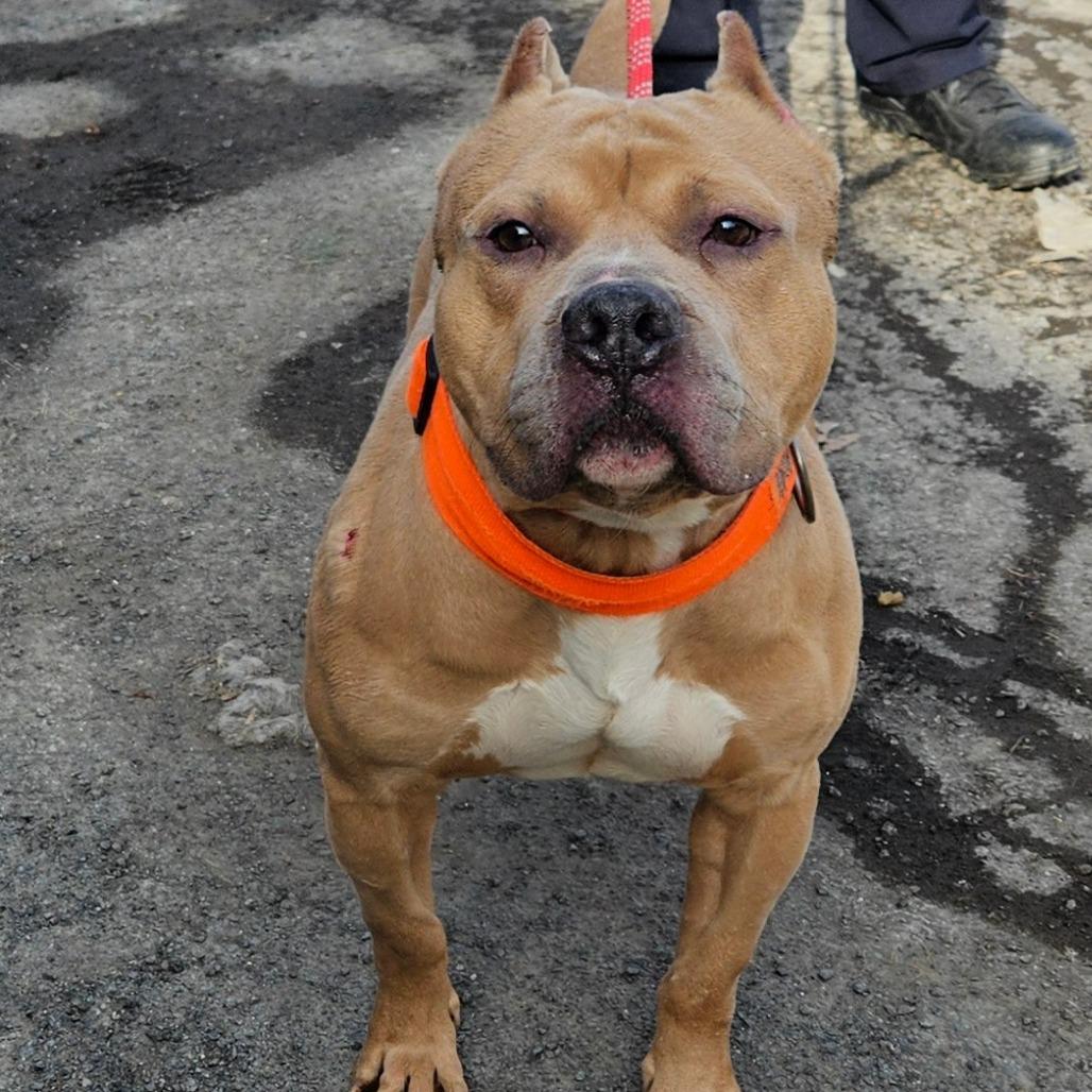 Mr. Mushroom, a Adoptable Mixed Breed in Ballston Spa, NY image 5/6