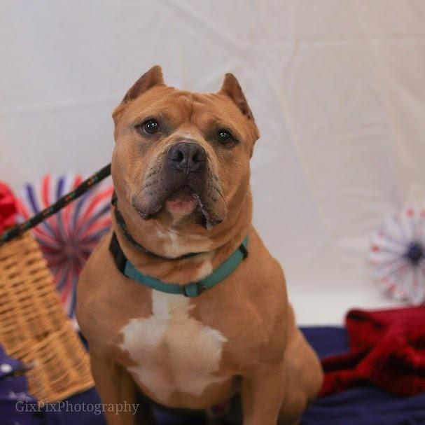 Mr. Mushroom, a Adoptable Mixed Breed in Ballston Spa, NY image 6/6