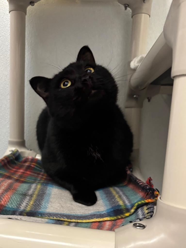 Crossbow, a Adoptable mixed breed in Gillette, WY image 1/3