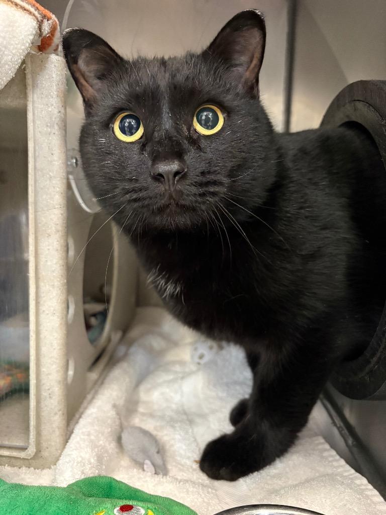 Crossbow, a Adoptable mixed breed in Gillette, WY image 2/3