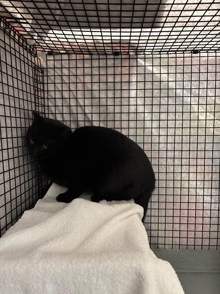 Crossbow, a Adoptable mixed breed in Gillette, WY image 3/3