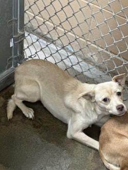 Jacky, Adoptable, Adult Female Terrier & Mixed Breed.