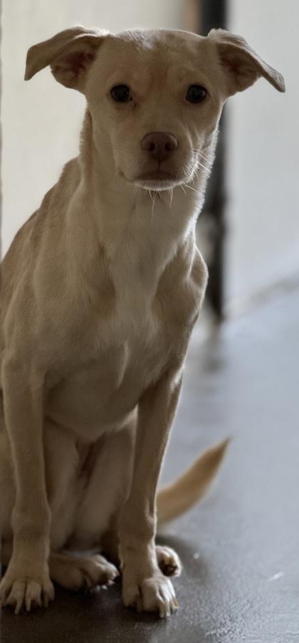 Jacky, Adoptable, Adult Female Terrier & Mixed Breed.