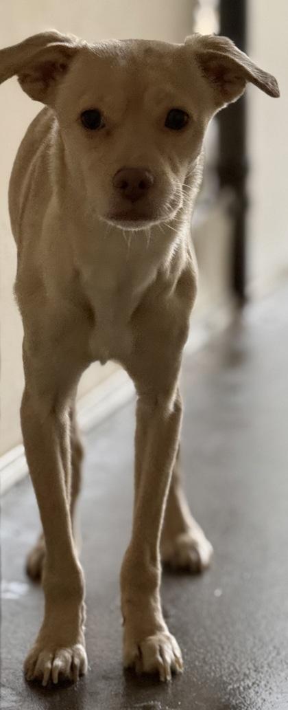 Jacky, a Adoptable mixed breed in Madera, CA image 2/3