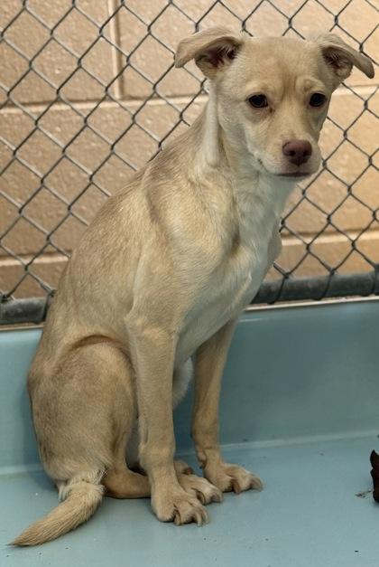 Jacky, a Adoptable mixed breed in Madera, CA image 3/3