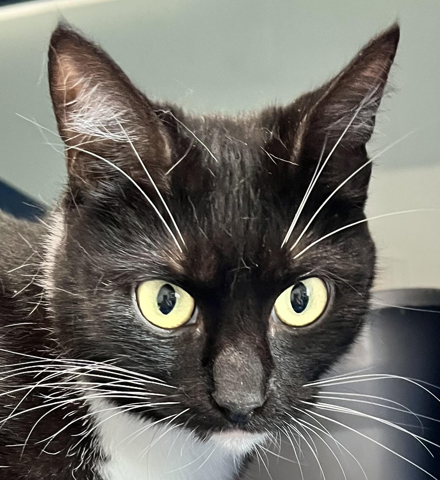 Bella