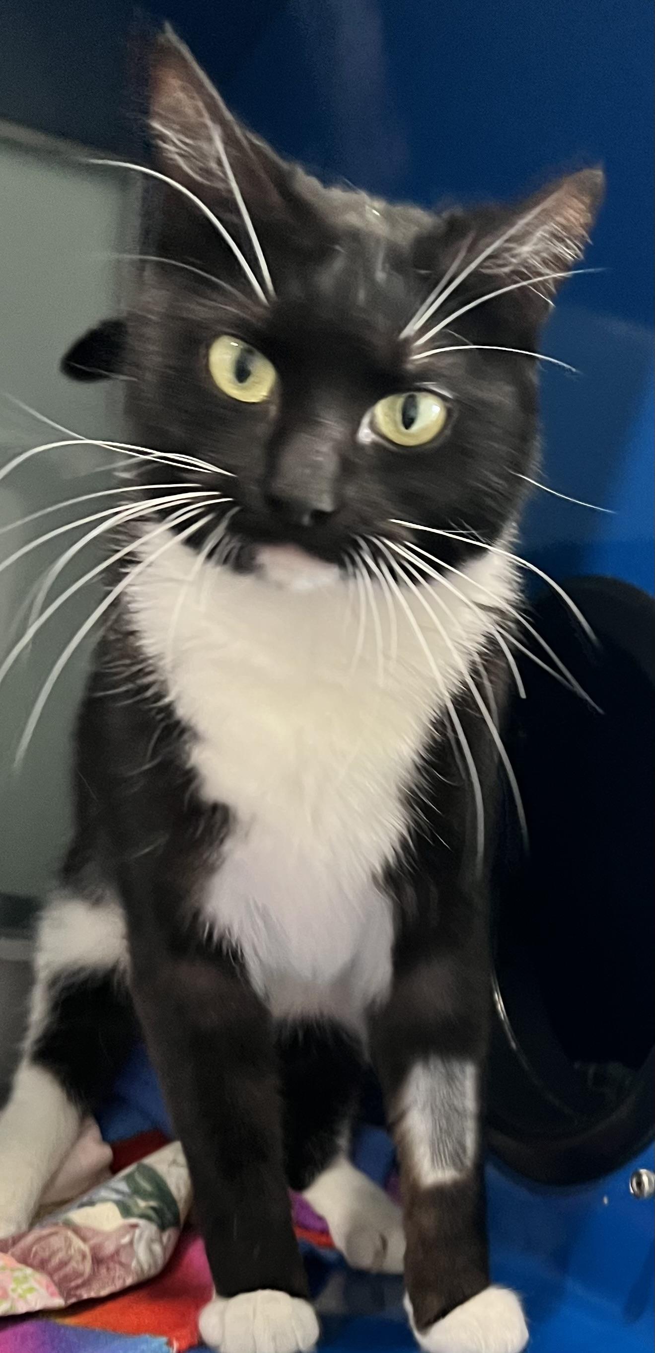 Bella