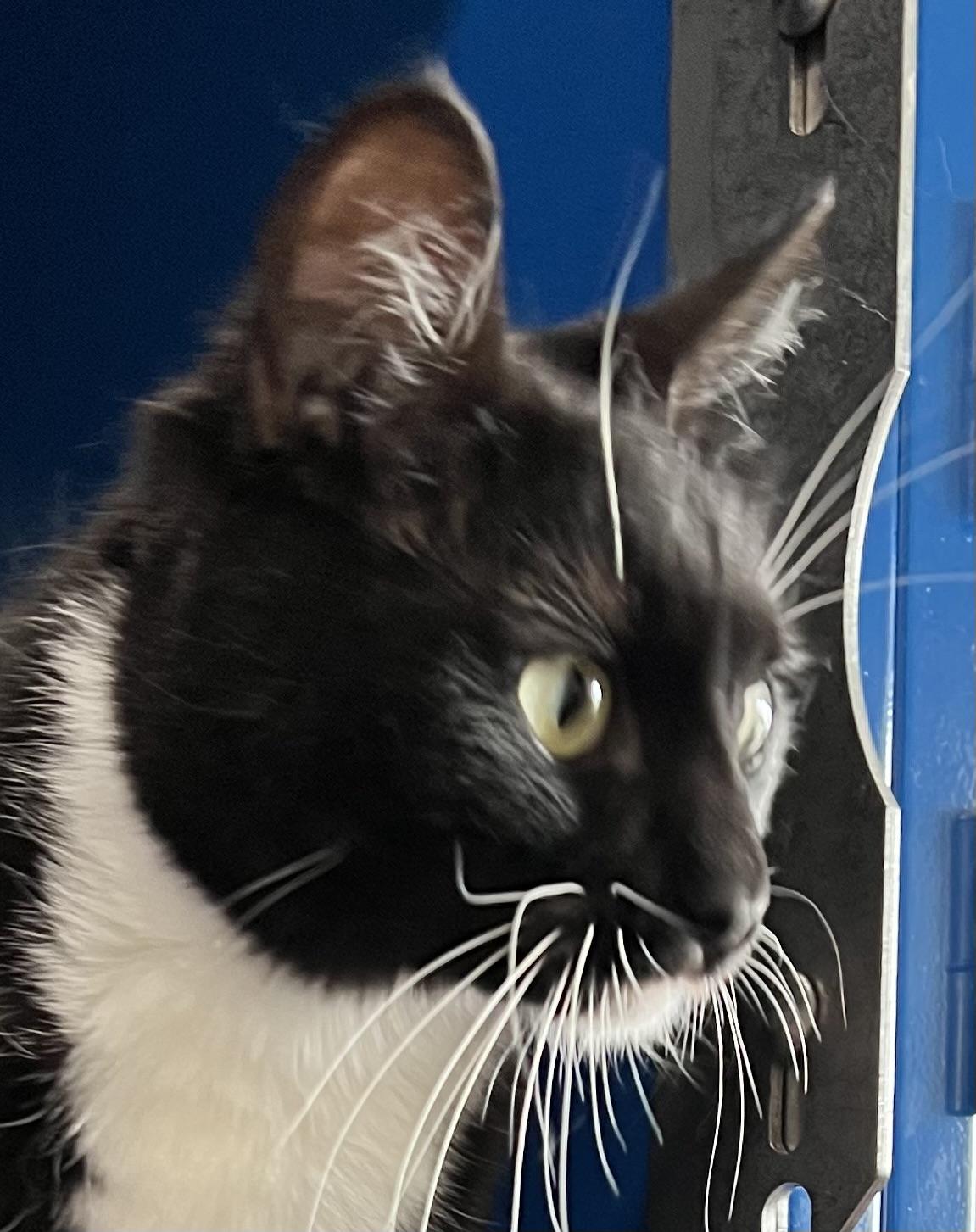 Bella