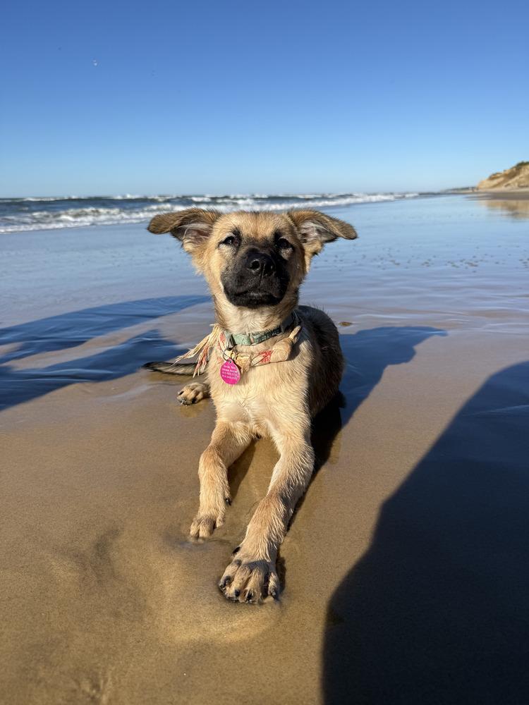 Shyla, Adoptable, Puppy Female Australian Shepherd & Collie.