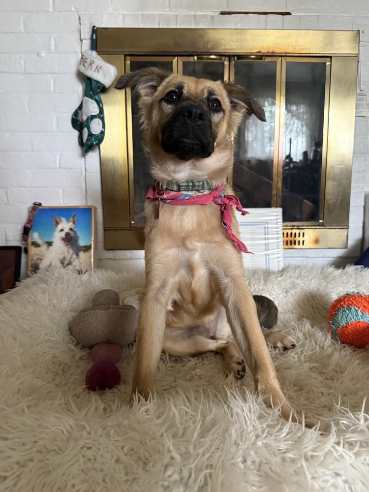 Shyla, a Adoptable mixed breed in Manhattan, NY image 2/4