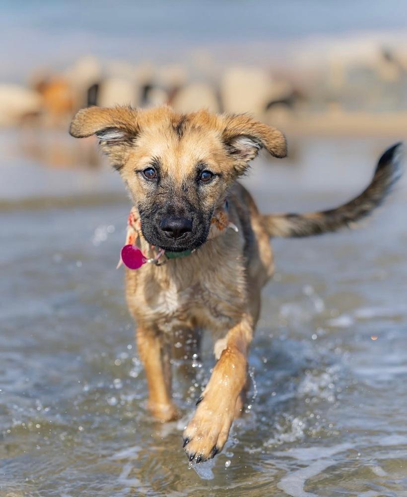 Shyla, a Adoptable mixed breed in Manhattan, NY image 3/4