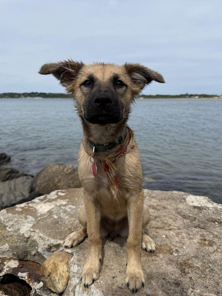 Shyla, a Adoptable mixed breed in Manhattan, NY image 4/4