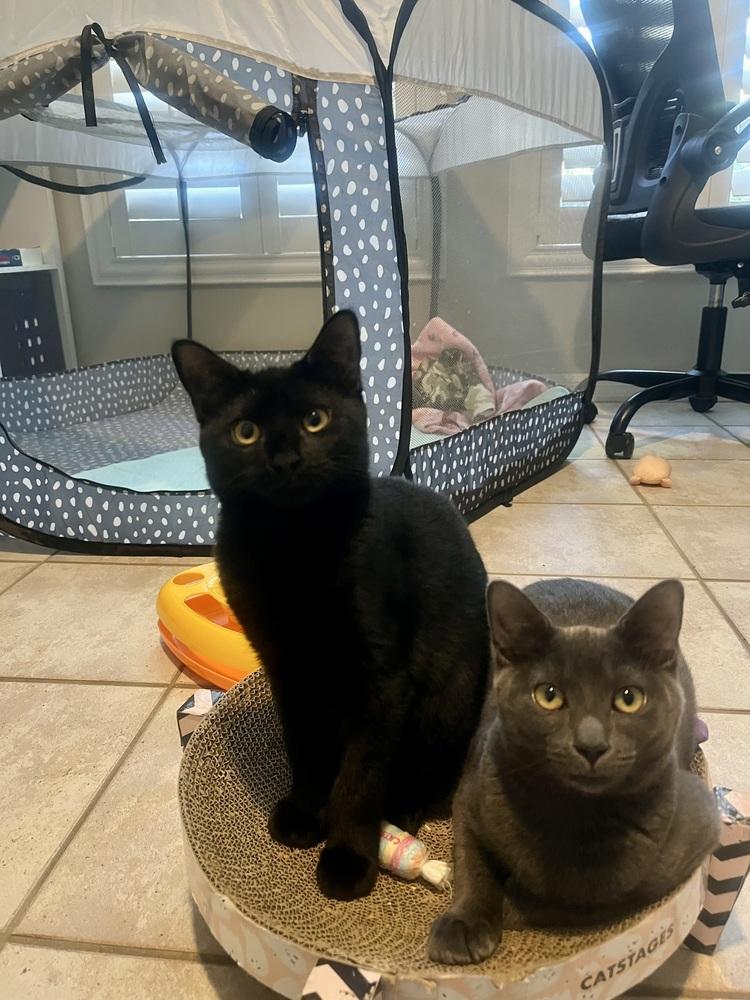 Daisy, Adoptable, Kitten Female Domestic Short Hair.