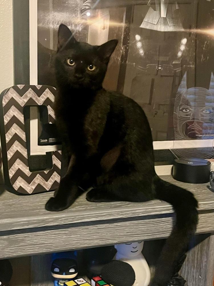 Daisy, a Adoptable Domestic Short Hair in Orlando, FL image 2/4