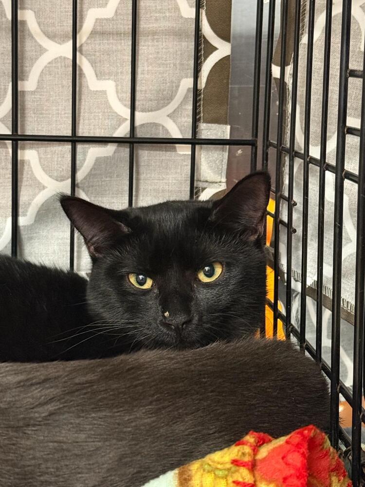 Daisy, a Adoptable Domestic Short Hair in Orlando, FL image 4/4