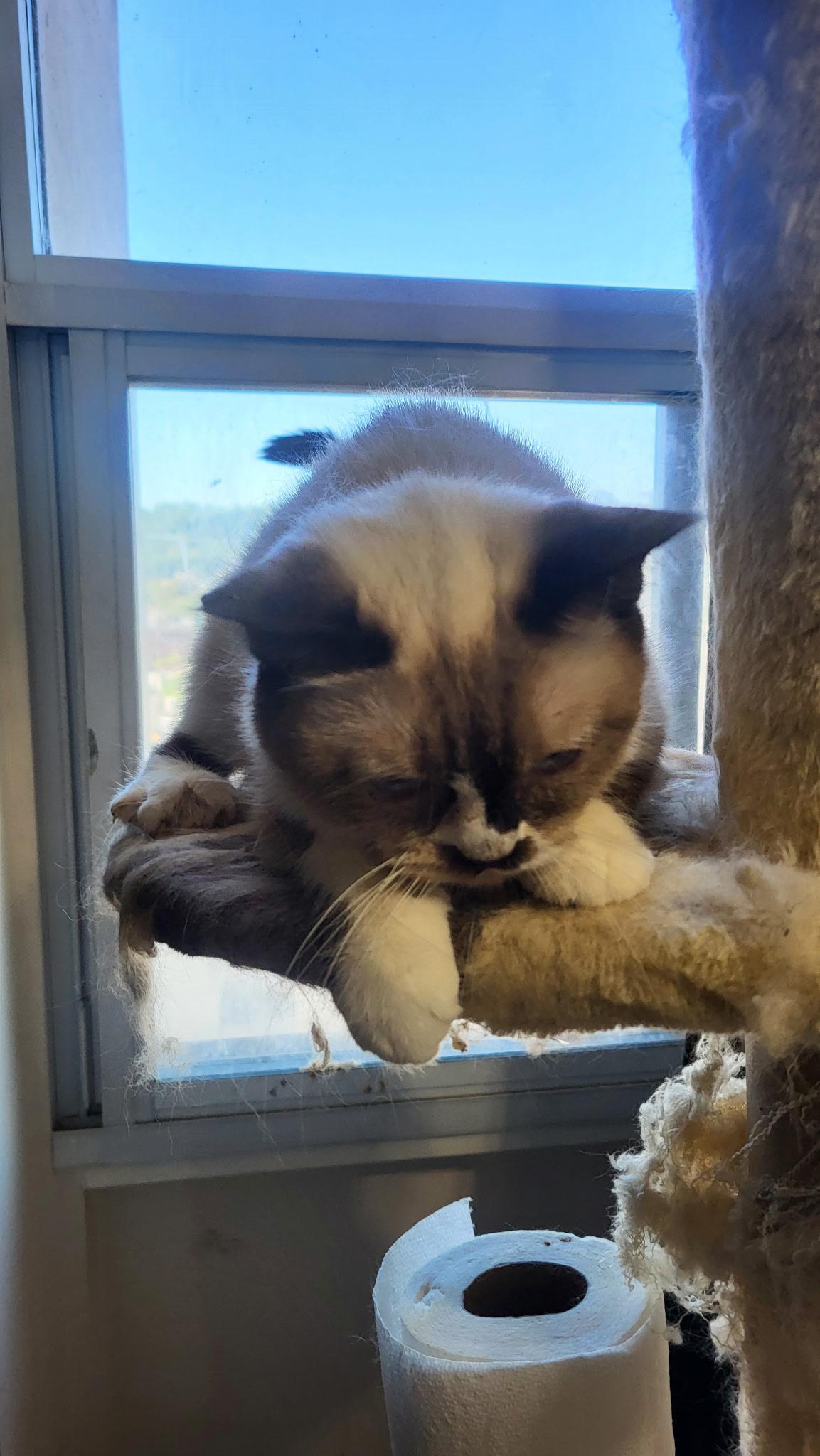 Ally, an adoptable Ragdoll in Brampton, ON, L6P 2E9 | Photo Image 4