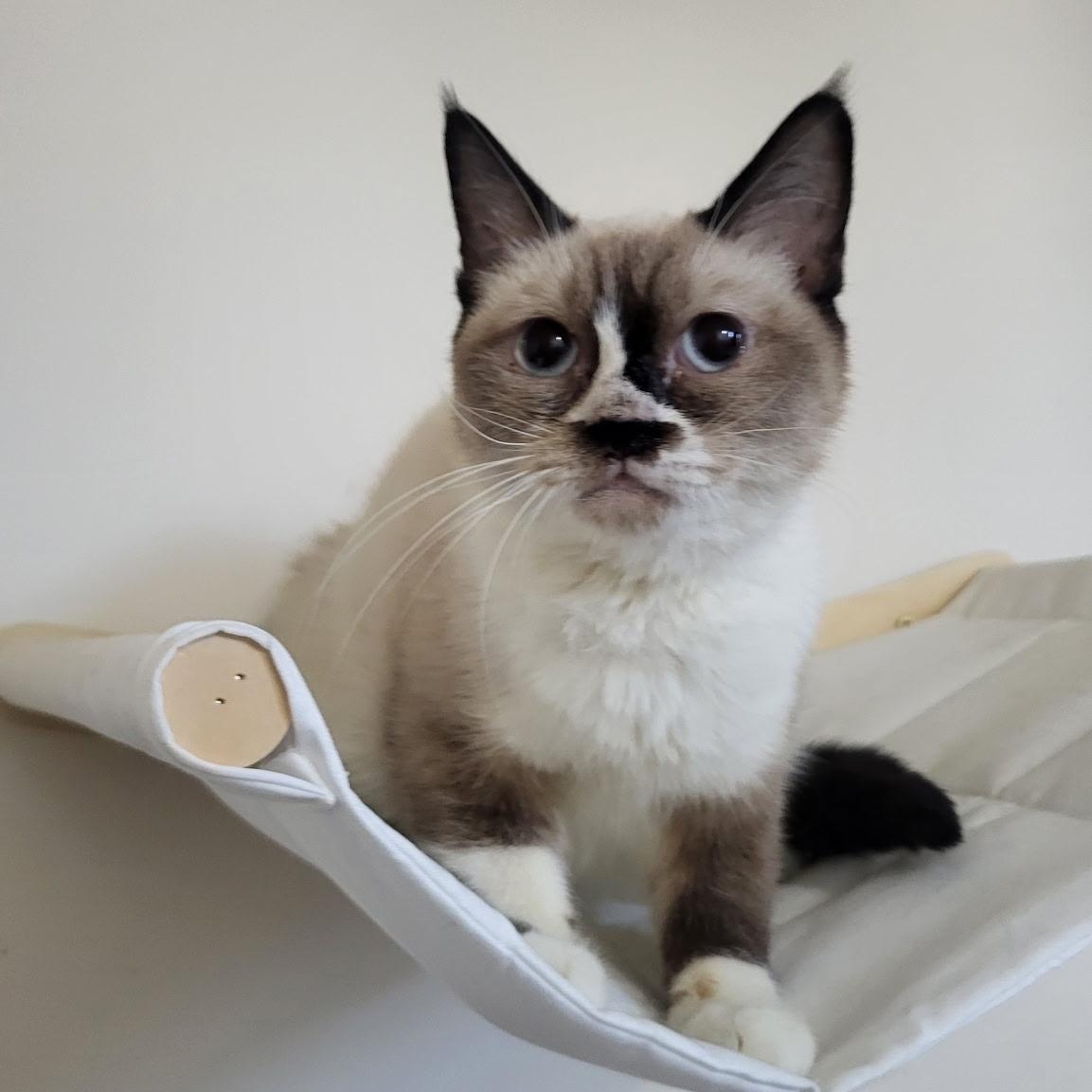 Ally, an adoptable Ragdoll in Brampton, ON, L6P 2E9 | Photo Image 3