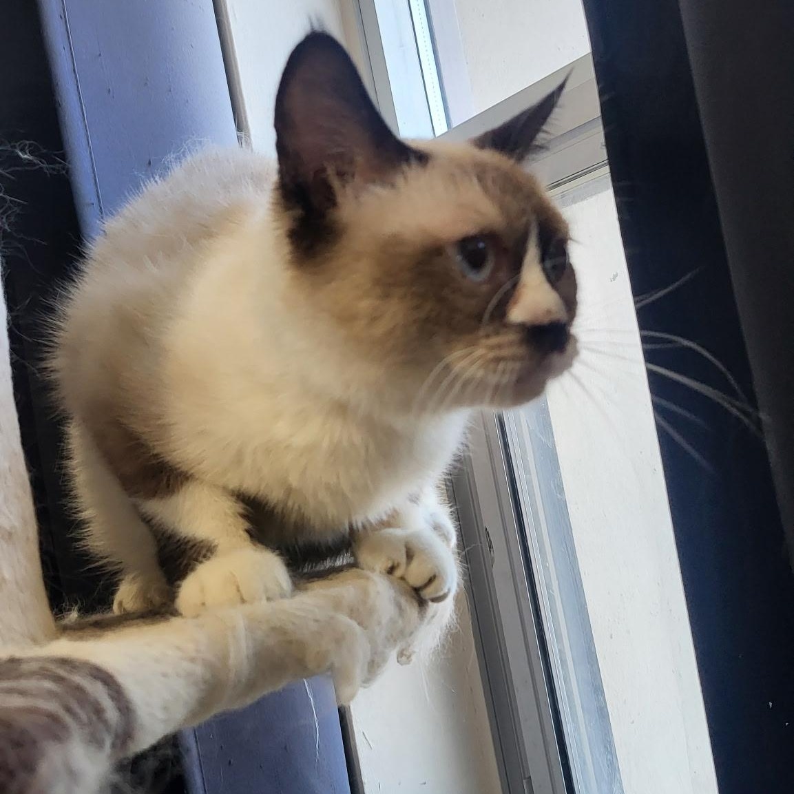 Ally, an adoptable Ragdoll in Brampton, ON, L6P 2E9 | Photo Image 1