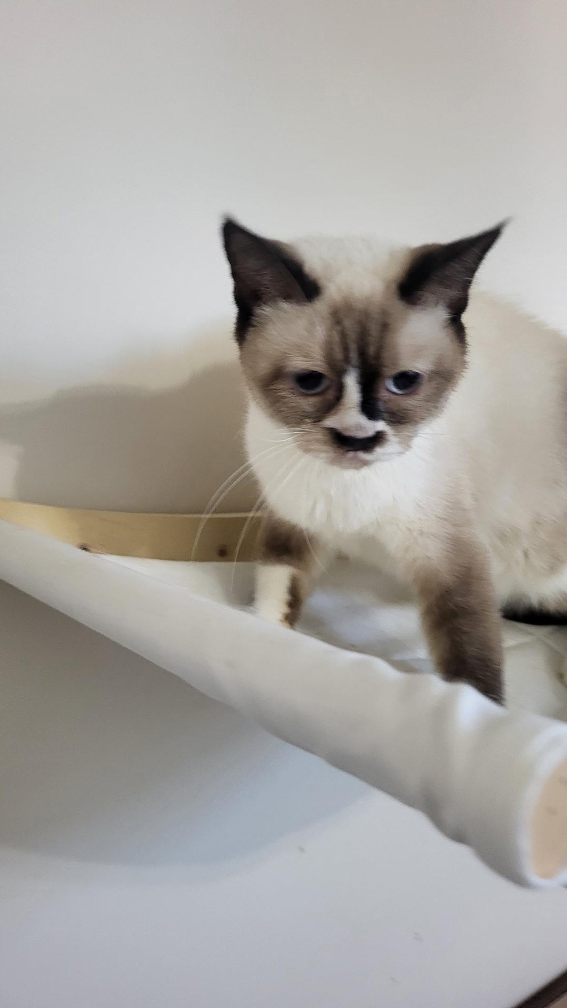 Ally, an adoptable Ragdoll in Brampton, ON, L6P 2E9 | Photo Image 5