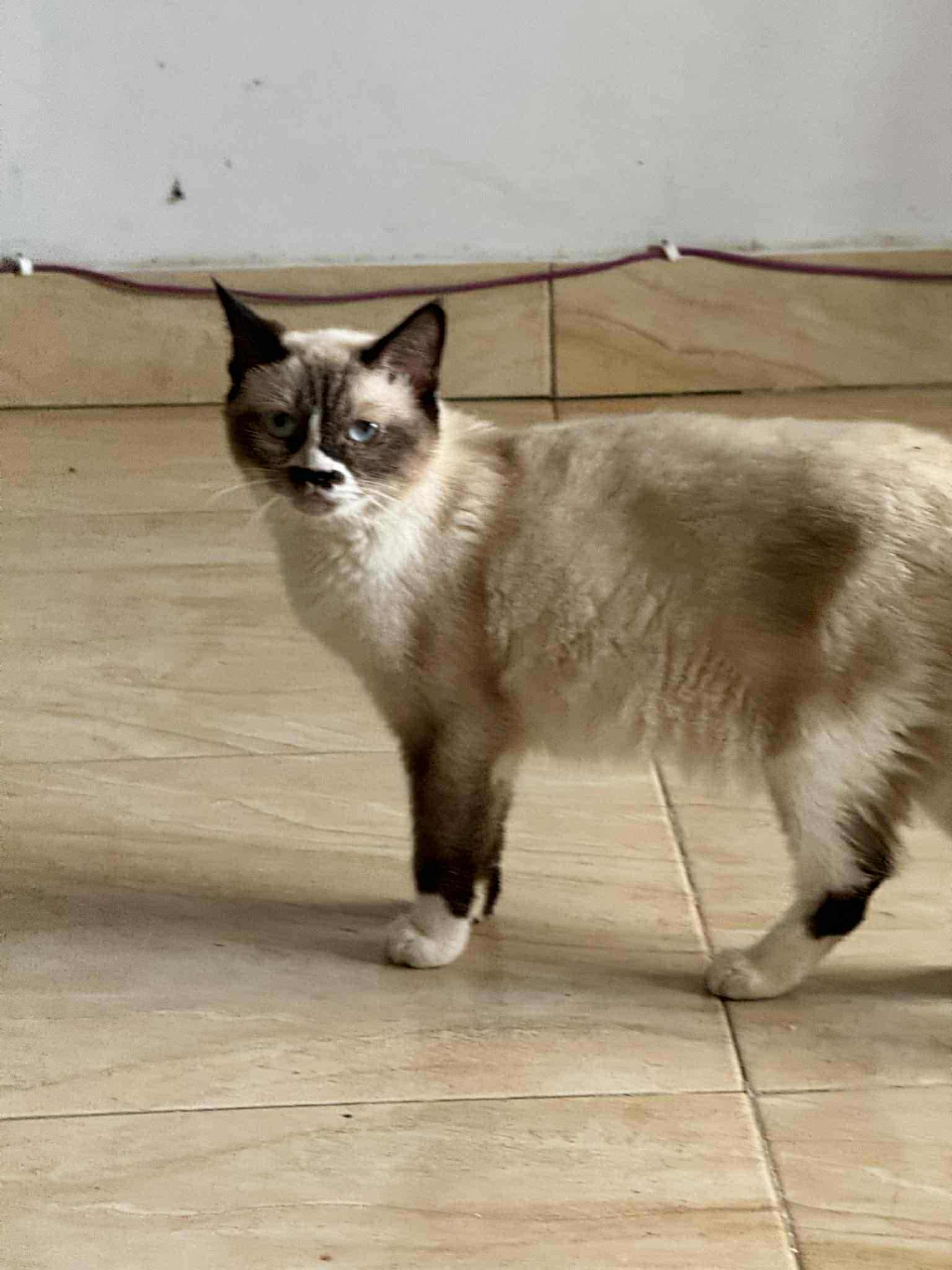 Ally, an adoptable Ragdoll in Brampton, ON, L6P 2E9 | Photo Image 2