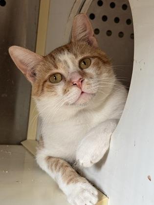 Enlarge Castle, a Adoptable Domestic Short Hair in Pendleton, OR image 3/3