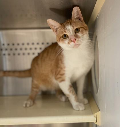 Castle, a Adoptable Domestic Short Hair in Pendleton, OR image 2/3