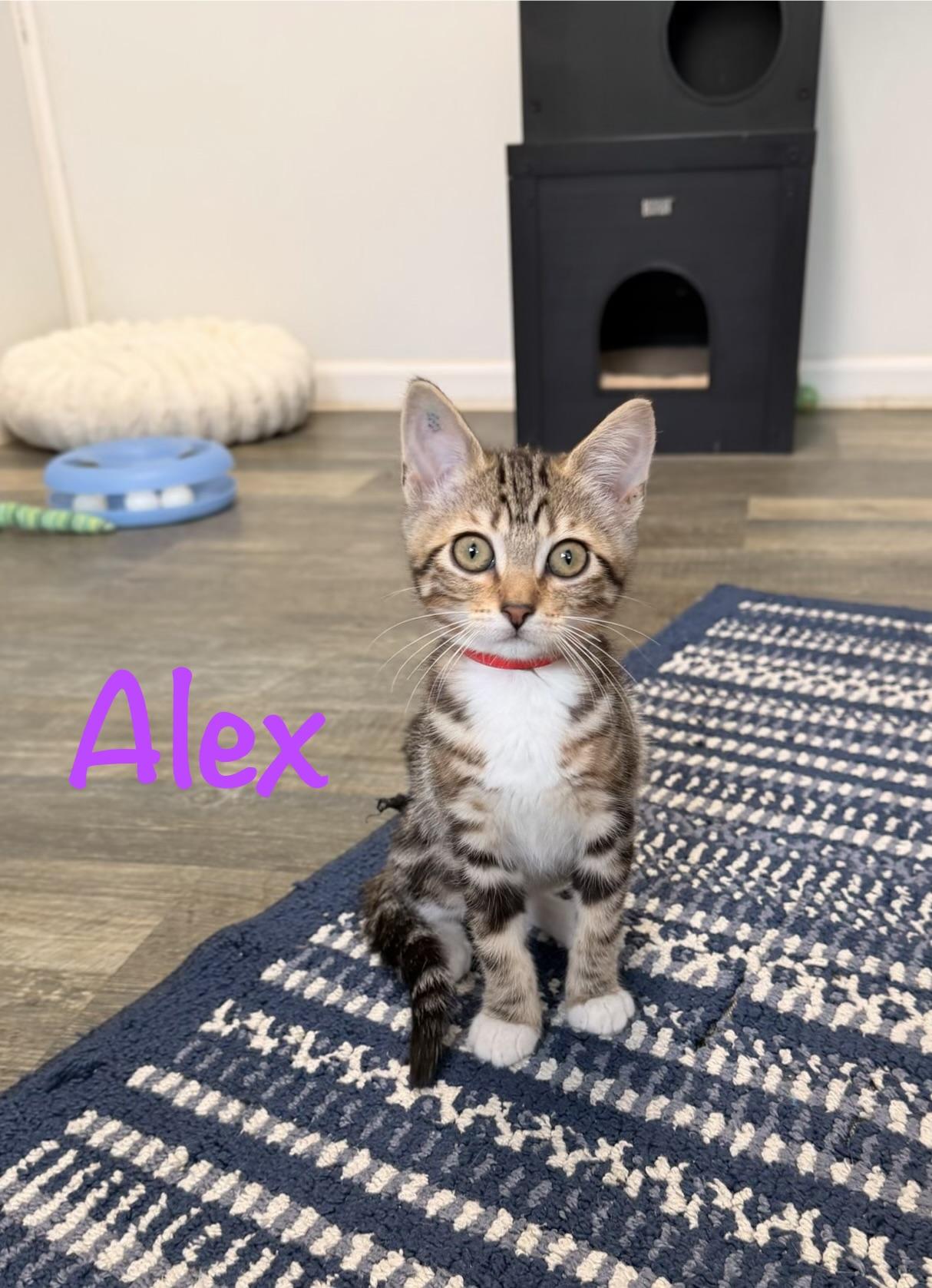 Enlarge Alex, a Adoptable Tabby in Crescent City, CA image 1/4