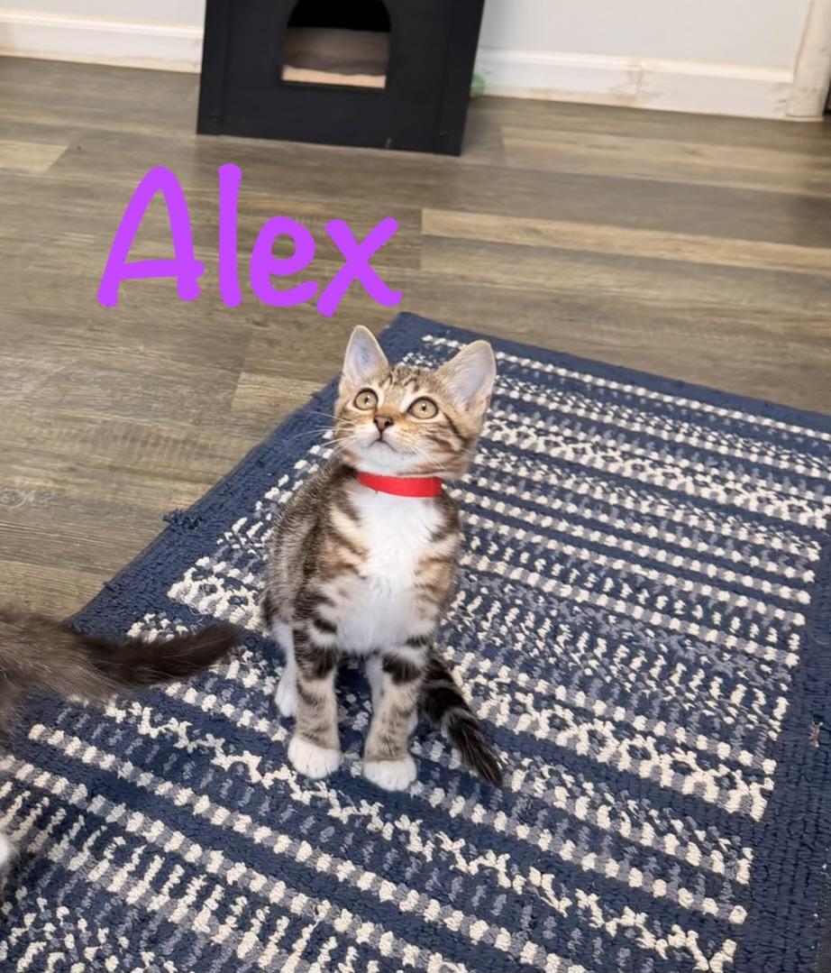 Enlarge Alex, a Adoptable Tabby in Crescent City, CA image 3/4