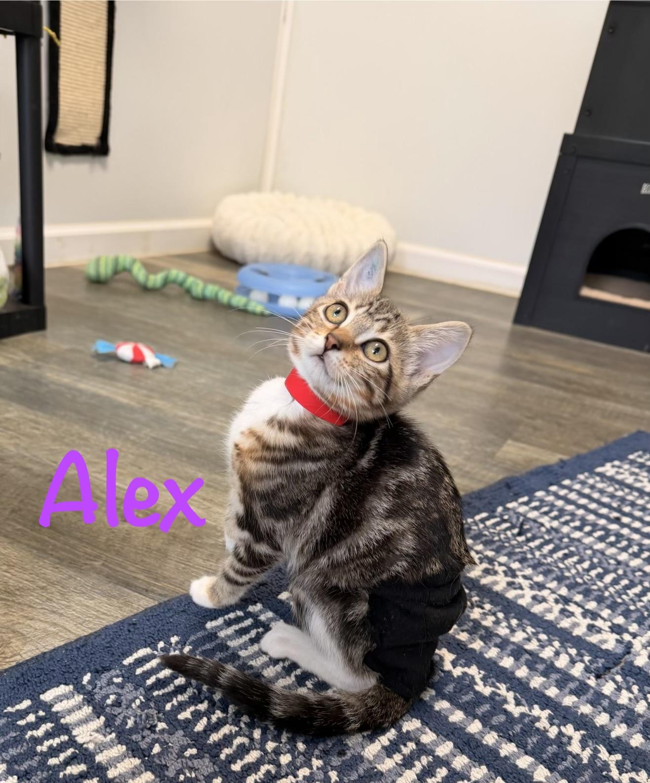 Enlarge Alex, a Adoptable Tabby in Crescent City, CA image 2/4