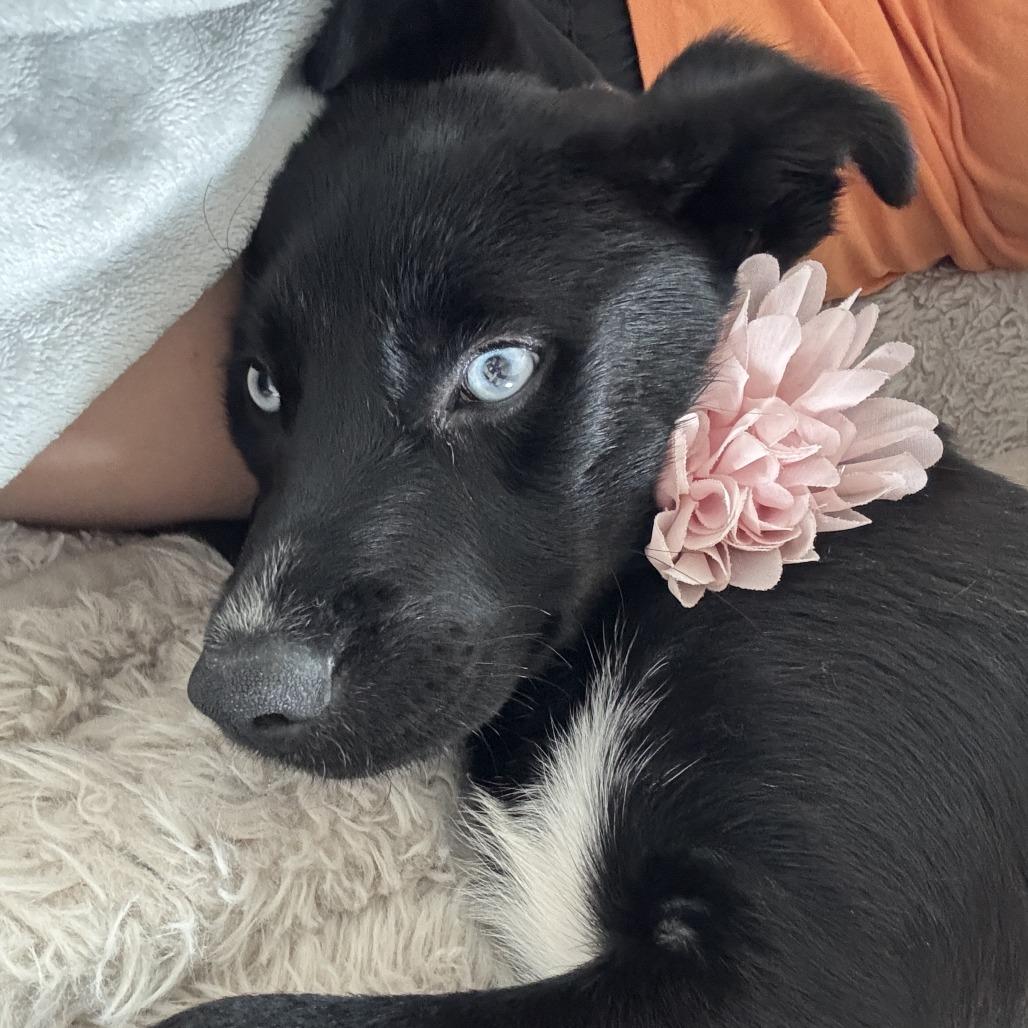 Enlarge Nova, a Adoptable mixed breed in Brownsville, TX image 4/4