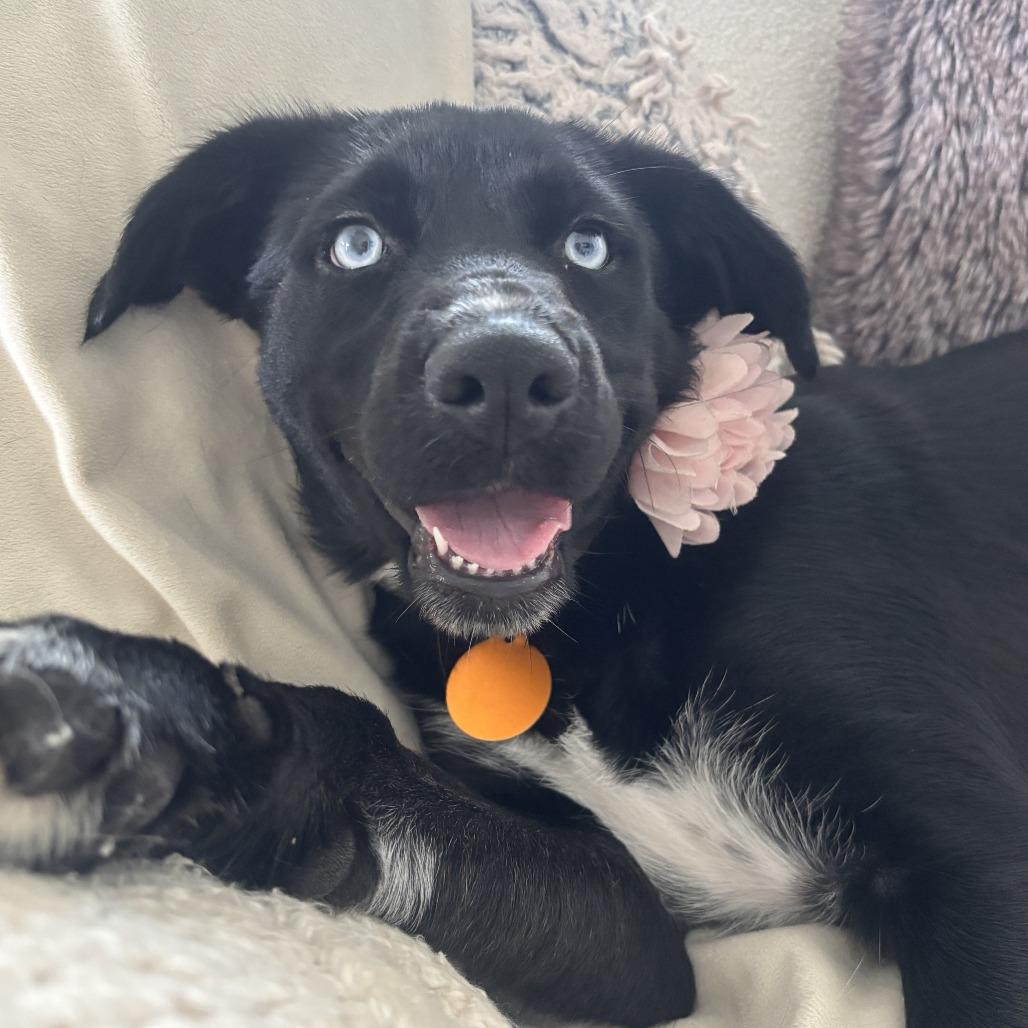 Enlarge Nova, a Adoptable mixed breed in Brownsville, TX image 1/4