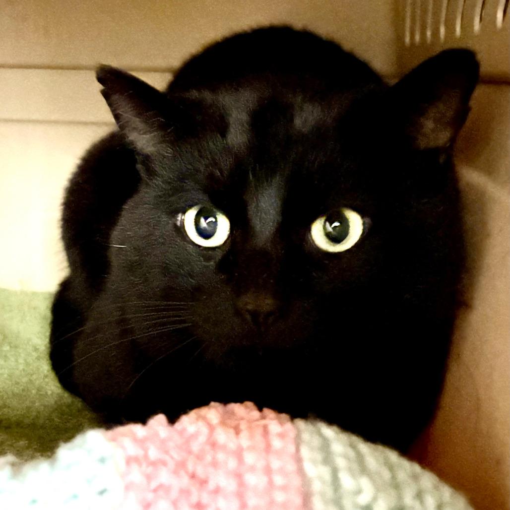 Big Baby Pudding Snatcher, Adoptable, Adult Male Domestic Short Hair.