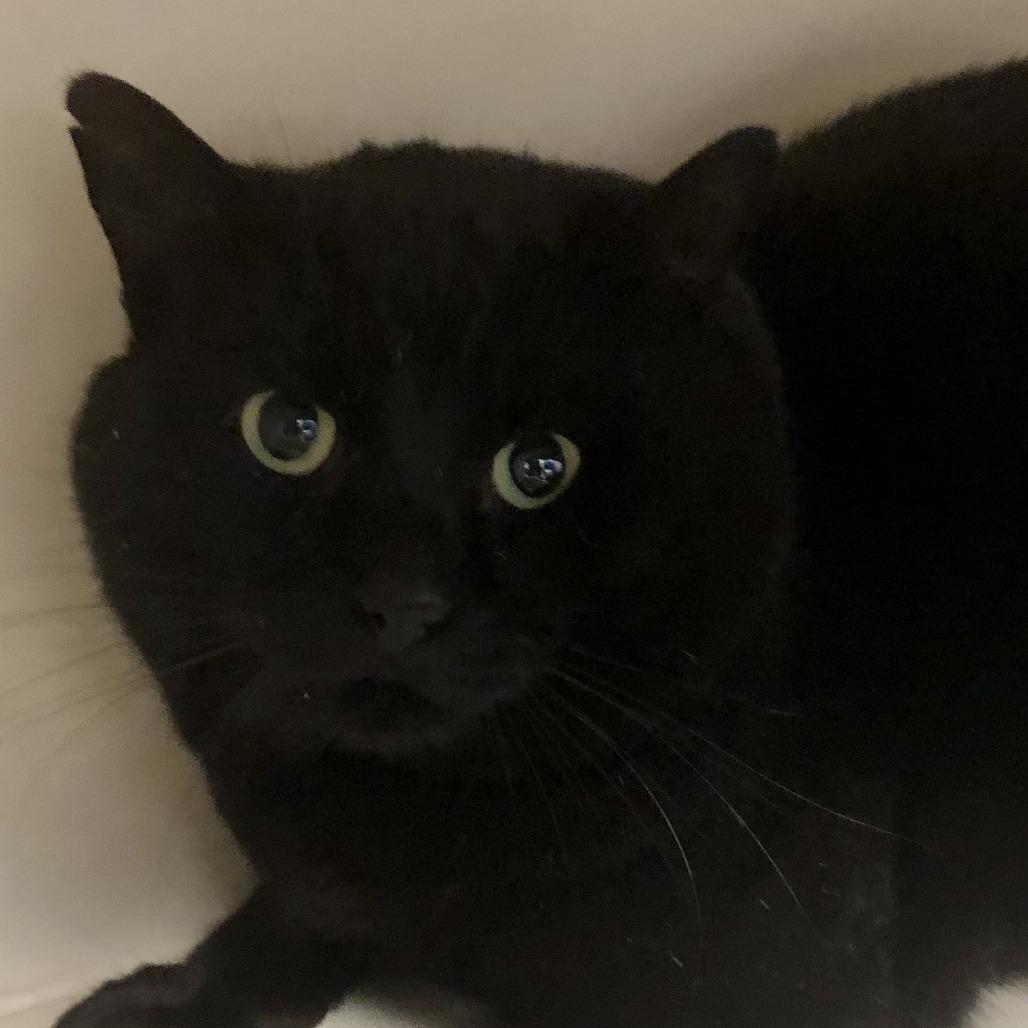 Enlarge Big Baby Pudding Snatcher, a Adoptable Domestic Short Hair in Fairport, NY image 2/2