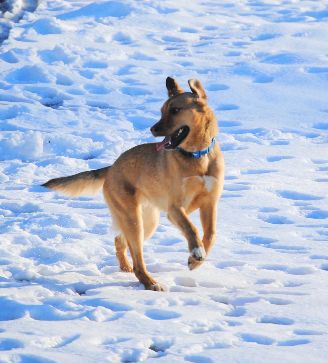 Enlarge DAISY and MADELENA, a Adoptable mixed breed in New Paltz, NY image 1/5