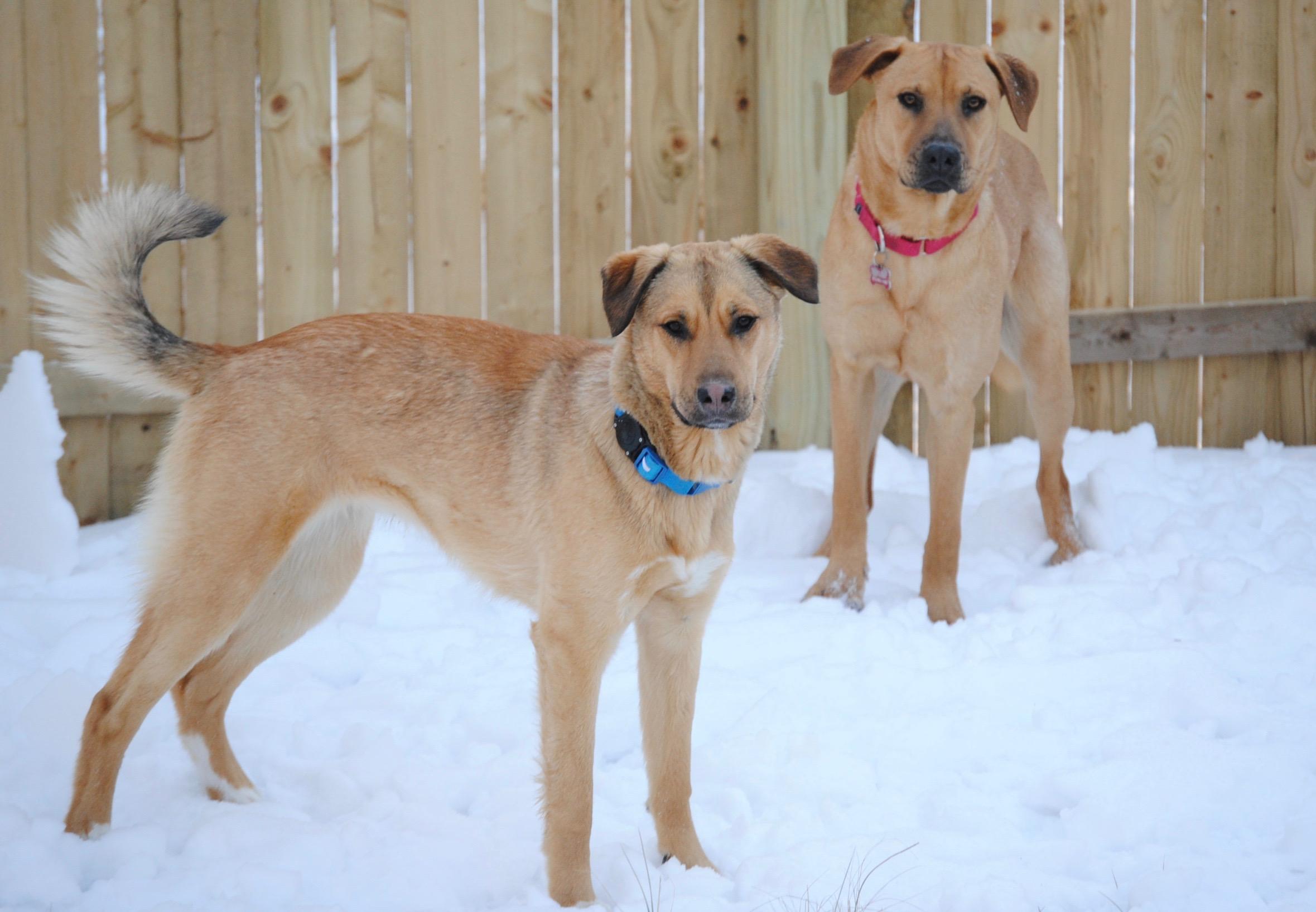 Enlarge DAISY and MADELENA, a Adoptable mixed breed in New Paltz, NY image 2/5