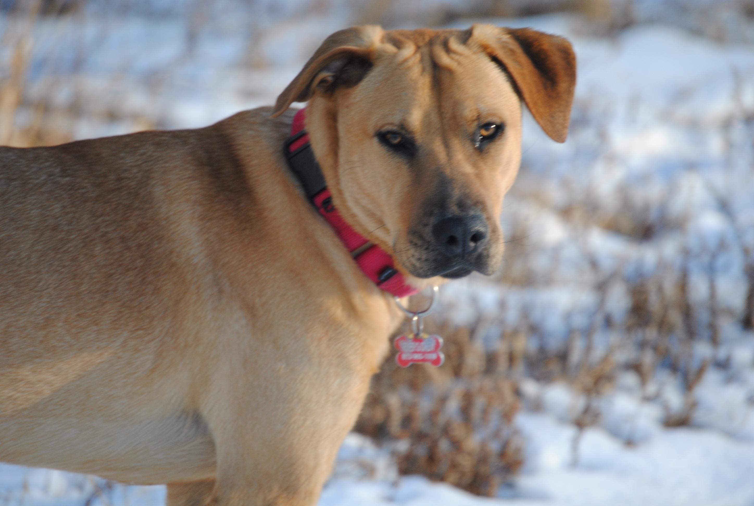 Enlarge DAISY and MADELENA, a Adoptable mixed breed in New Paltz, NY image 3/5