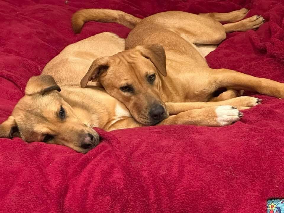 Enlarge DAISY and MADELENA, a Adoptable mixed breed in New Paltz, NY image 4/5